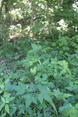 Hylodesmum podocarpum oxyphyllum