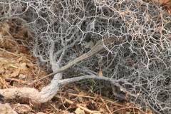 Gallotia galloti galloti