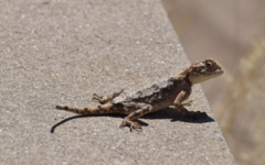 Agama anchietae
