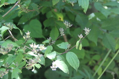 Philadelphus tenuifolius