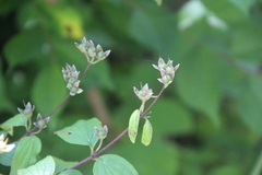Philadelphus tenuifolius