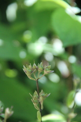 Philadelphus tenuifolius