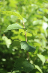 Philadelphus tenuifolius