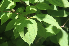 Philadelphus tenuifolius