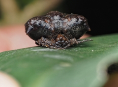 Pasilobus kotigeharus