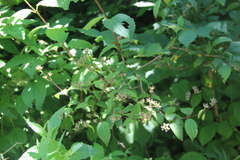 Philadelphus tenuifolius