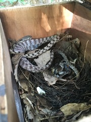 Boiga siamensis