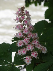 Aesculus hippocastanum