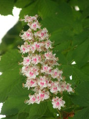Aesculus hippocastanum