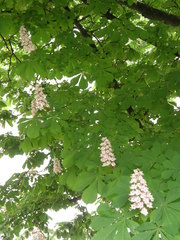 Aesculus hippocastanum