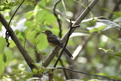 Copsychus malabaricus