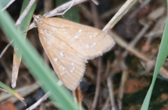 Diastictis