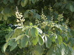 Aesculus hippocastanum