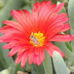 Halictus concinnus
