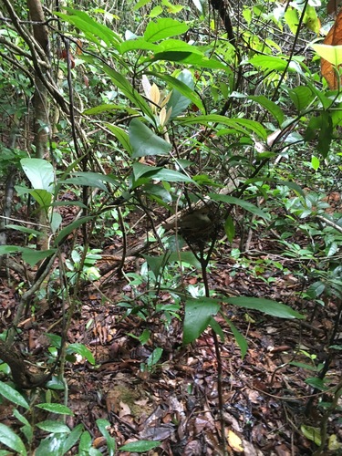 Scaly-crowned Babbler (Malacopteron cinereum), photo 2