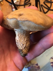 Retiboletus vinaceipes