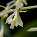 Epidendrum excisum - Photo (c) Alejandro Lopez, algunos derechos reservados (CC BY-NC-SA), uploaded by Alejandro Lopez
