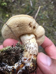 Retiboletus vinaceipes