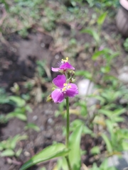 Tradescantia crassifolia