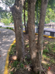 Roseodendron donnell-smithii