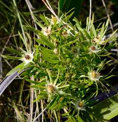 Alatosperma