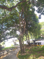 Roseodendron donnell-smithii