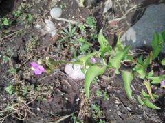 Tradescantia crassifolia