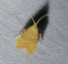 Parachma ochracealis