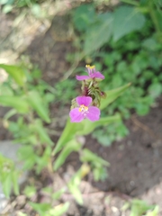 Tradescantia crassifolia