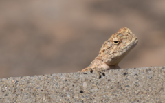 Agama anchietae