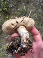 Retiboletus vinaceipes