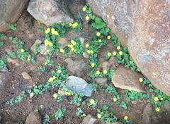 Oxalis lasiorrhiza