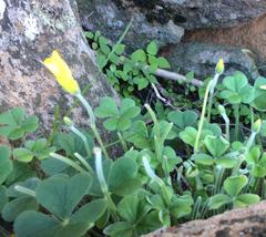 Oxalis lasiorrhiza