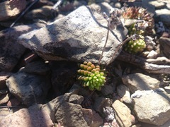Sedum wrightii