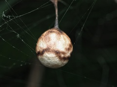 Pasilobus kotigeharus