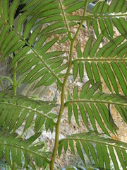 Angiopteris palmiformis