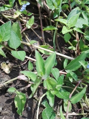 Commelina diffusa