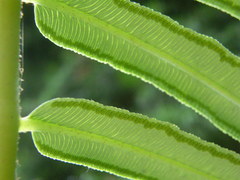 Angiopteris palmiformis