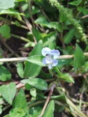 Commelina diffusa
