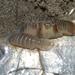 Fish Isopods - Photo (c) Alex Dreyer, some rights reserved (CC BY-NC), uploaded by Alex Dreyer