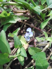 Commelina diffusa