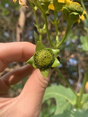 Silphium perfoliatum