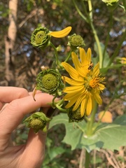 Silphium perfoliatum