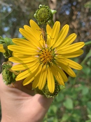 Silphium perfoliatum