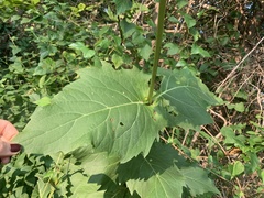 Silphium perfoliatum