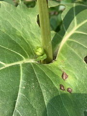 Silphium perfoliatum