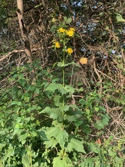 Silphium perfoliatum
