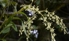 Epidendrum excisum
