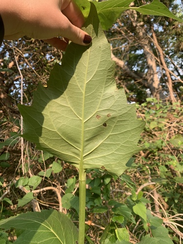 Silphium perfoliatum