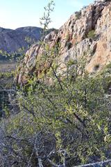 Gymnosporia gariepensis